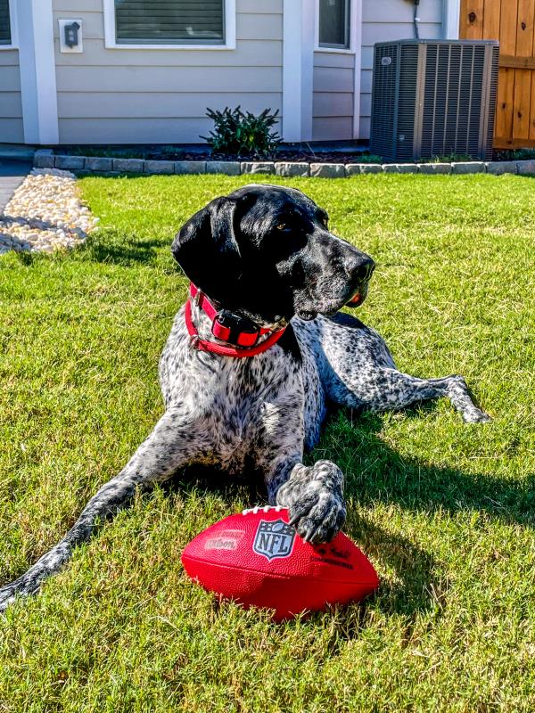 /images/uploads/southeast german shorthaired pointer rescue/segspcalendarcontest2021/entries/21857thumb.jpg